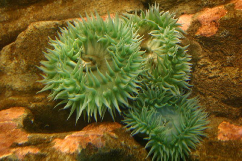 2007-09-01 11:01:28 ** Aquarium, Seattle ** Seeanemone. 2007-09-01 11:01:28 ** Aquarium, Seattle ** Seeanemone.