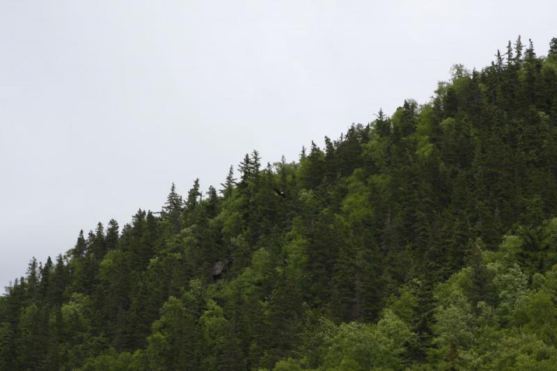 2012-06-21 15:33:11 ** Alaska, Bald Eagle, Cruise, Skagway ** 