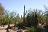 A Saguaro cactus and to the right a organ pipe cactus.