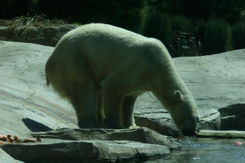 2008-03-20 12:42:30 ** San Diego, Zoo ** Eisbär.