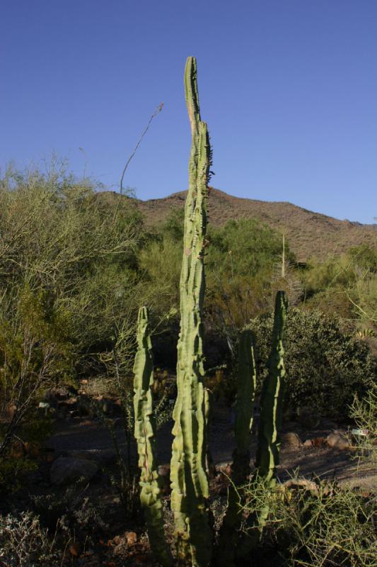 2006-06-17 17:56:16 ** Botanical Garden, Cactus, Tucson ** Weird kind of cactus.