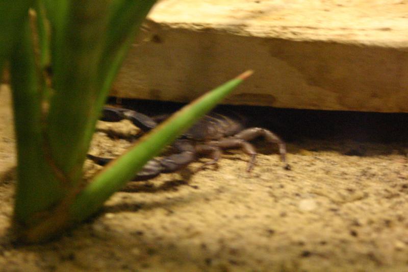 2005-08-25 15:28:37 ** Berlin, Deutschland, Zoo ** Skorpion. 2005-08-25 15:28:37 ** Berlin, Deutschland, Zoo ** Skorpion.