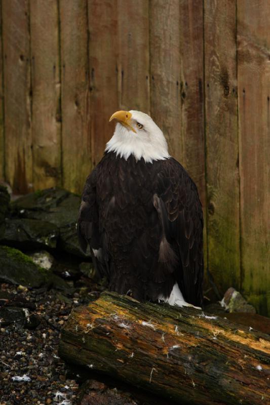 2012-06-19 12:30:21 ** Alaska, Bald Eagle, Cruise, Ketchikan ** 