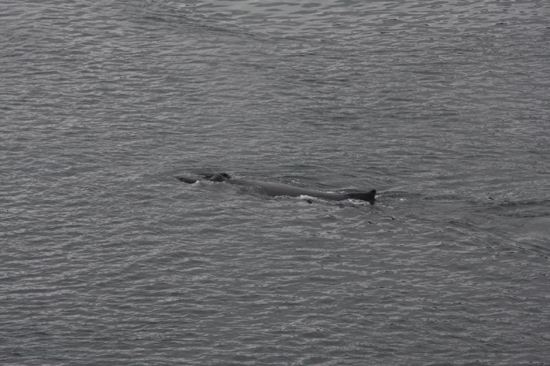 2012-06-19 20:15:50 ** Alaska, Cruise, Humpback Whale ** 