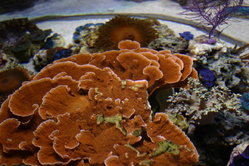 2007-10-13 12:50:56 ** Aquarium, California, Zoo ** Corals.
