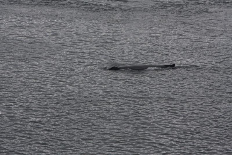 2012-06-19 20:15:28 ** Alaska, Cruise, Humpback Whale ** 