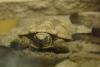 A Pancake tortoise (Malacochersus tornieri).