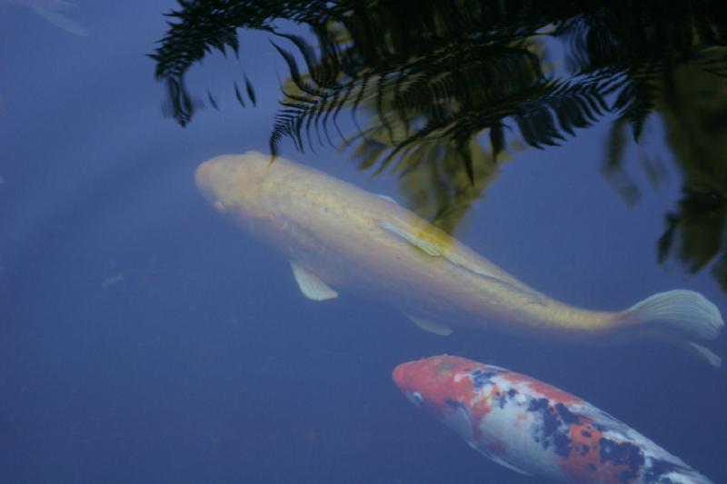 2007-09-02 13:54:44 ** Portland ** Ein gelber Koi.