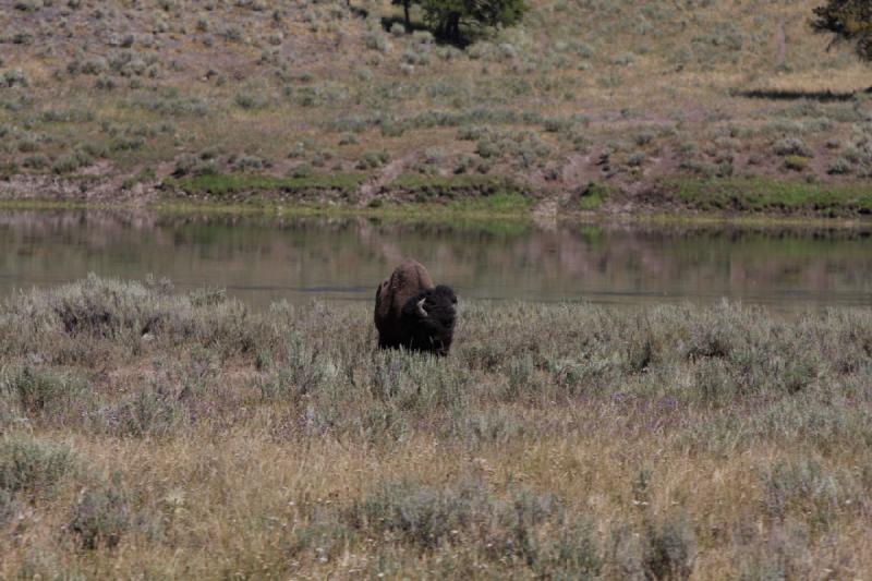 2008-08-16 11:51:28 ** Bison, Yellowstone Nationalpark ** 