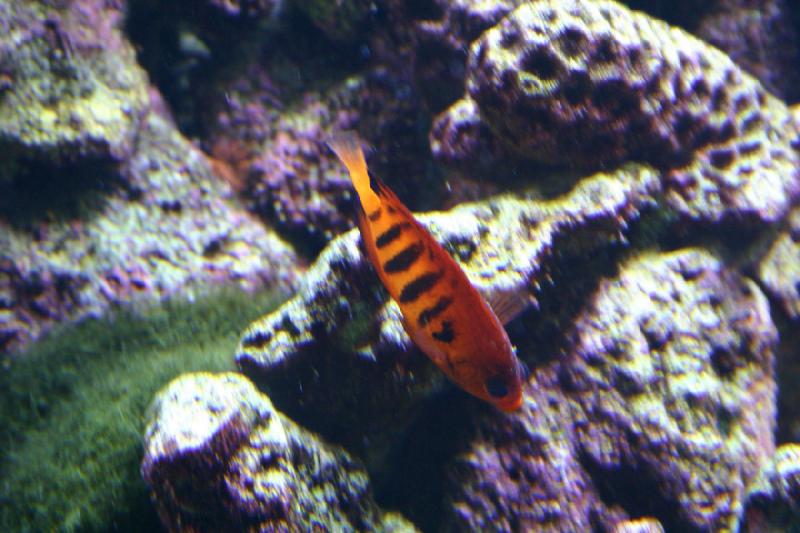 2007-09-01 11:28:38 ** Aquarium, Seattle ** Orange fish with black stripes.