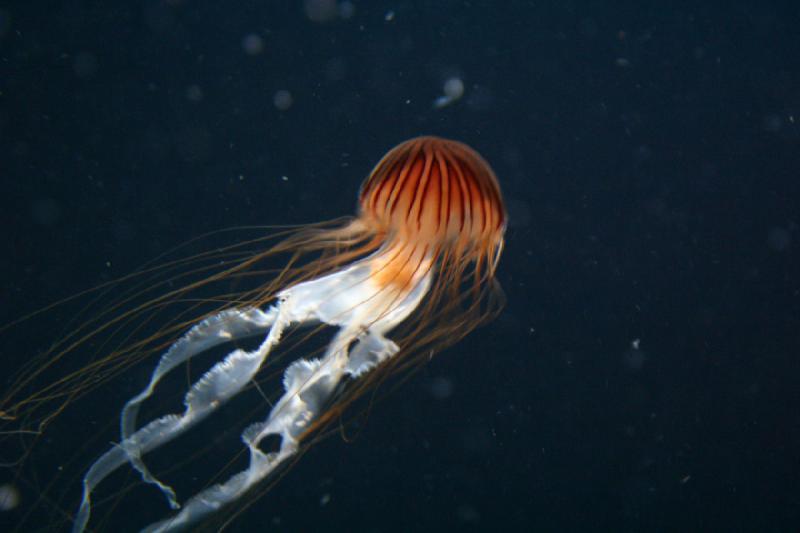 2006-11-29 13:24:42 ** Aquarium, Berlin, Germany, Zoo ** Jellyfish.