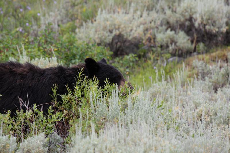2009-08-05 14:08:14 ** Black Bear, Yellowstone National Park ** 