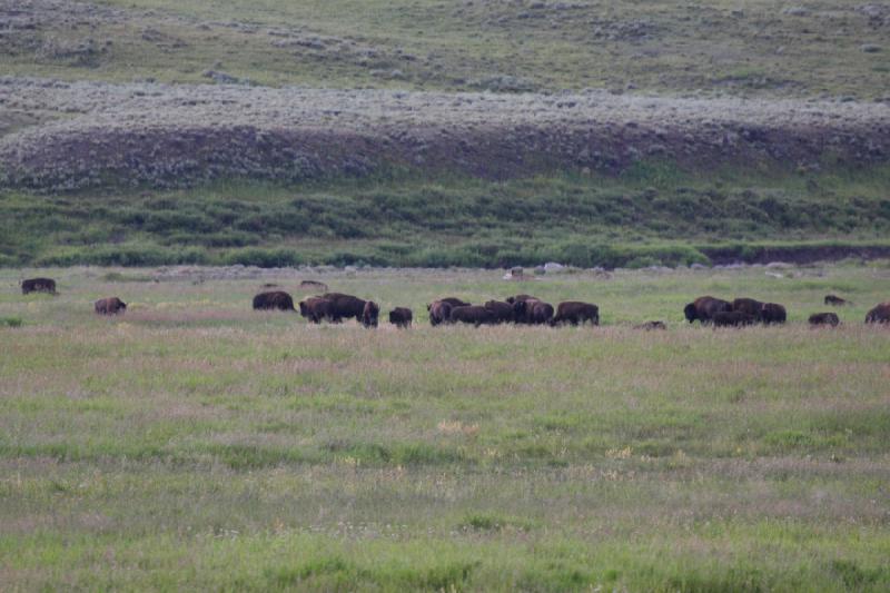 2009-08-05 13:32:47 ** Bison, Yellowstone Nationalpark ** 