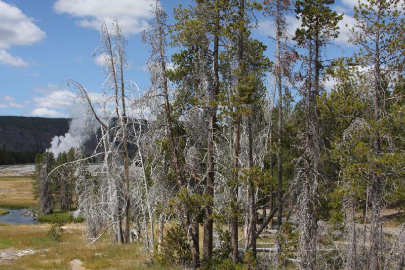 2008-08-15 12:08:42 ** Yellowstone Nationalpark ** Bäume in der Umgebung des oberen Geysir Bassins.
