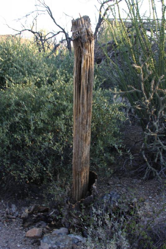 2006-06-17 18:38:50 ** Botanical Garden, Cactus, Tucson ** Remains of a Saguaro cactus.