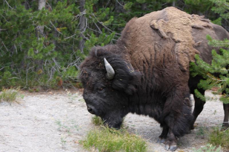 2008-08-14 15:02:00 ** Bison, Yellowstone National Park ** Bison.