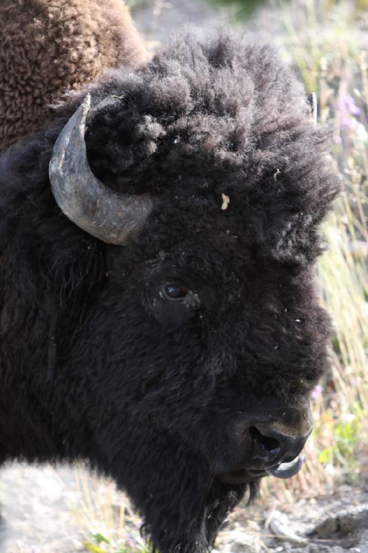 2008-08-15 17:28:04 ** Bison, Yellowstone Nationalpark ** 