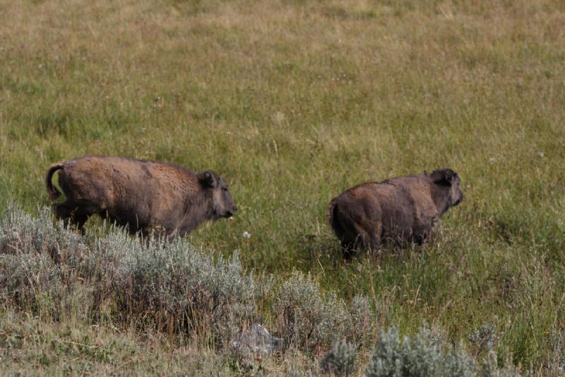 2008-08-15 17:18:13 ** Bison, Yellowstone Nationalpark ** 