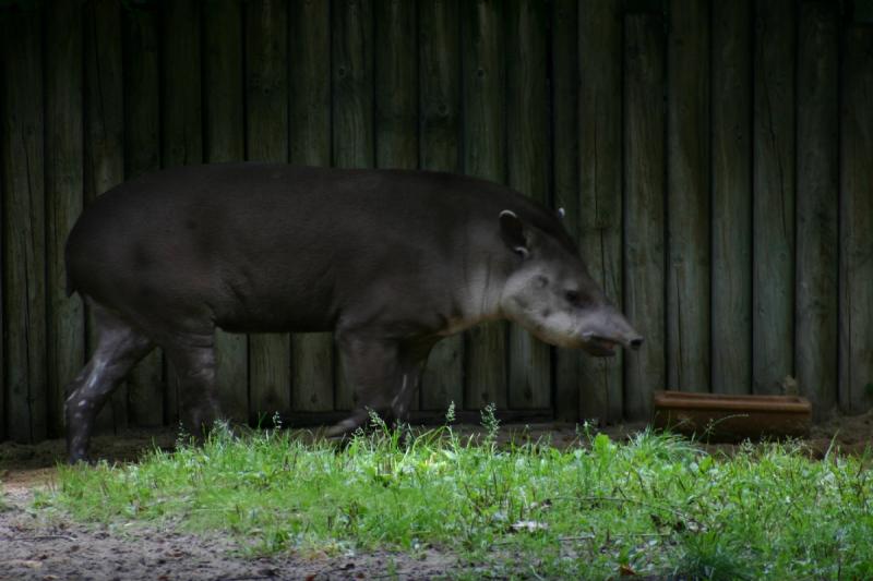 2005-08-24 12:59:10 ** Berlin, Germany, Zoo ** Tapir.