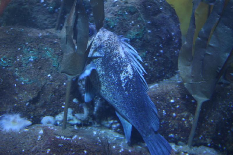 2012-06-20 15:11:22 ** Alaska, Aquarium, Cruise, Juneau ** 