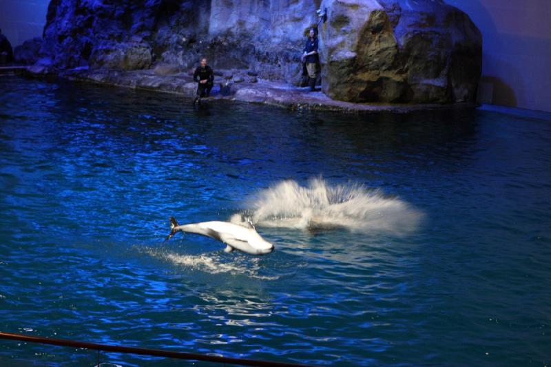 2014-03-12 12:50:50 ** Chicago, Illinois, Shedd Aquarium ** 