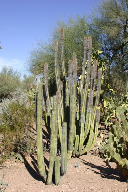 2007-10-27 14:24:26 ** Botanical Garden, Cactus, Phoenix ** Cactus.