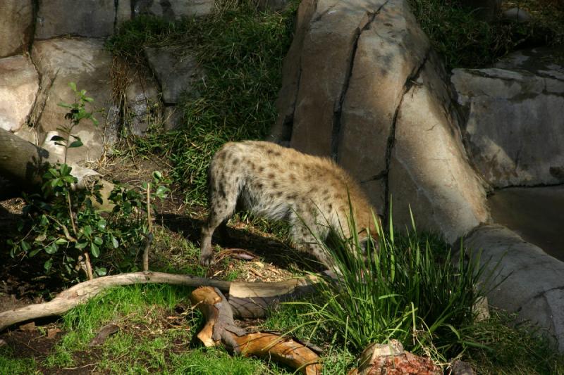 2008-03-20 10:21:00 ** San Diego, Zoo ** Spotted Hyena.