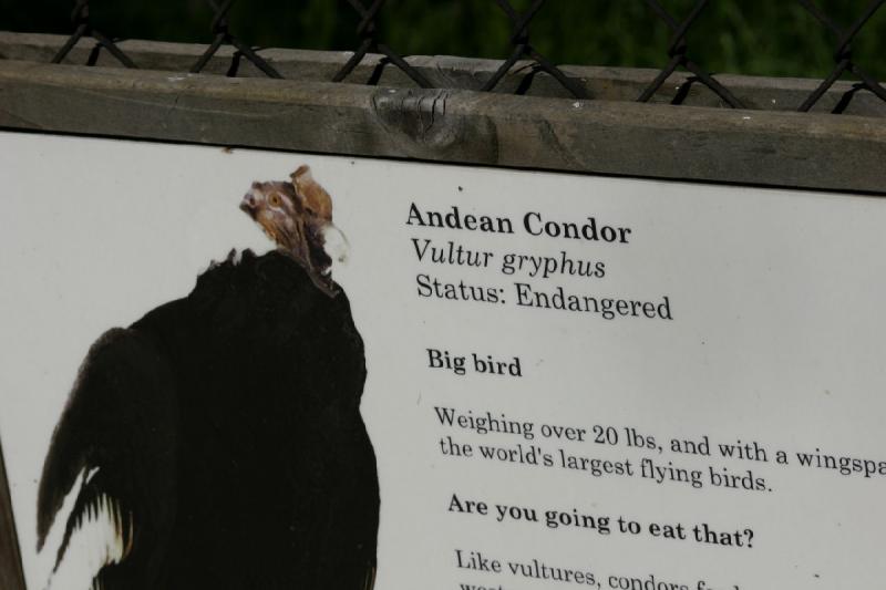 2005-05-21 16:47:41 ** Tracy Aviary ** Description of the andean condor.