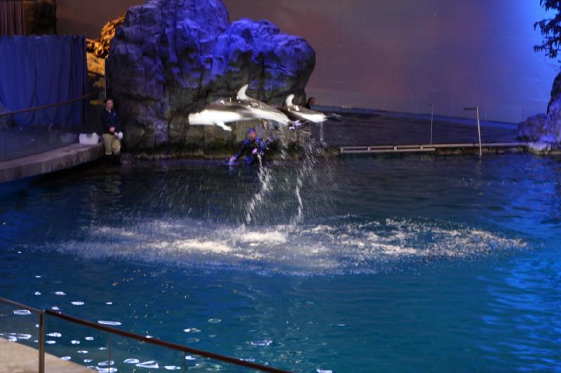 2014-03-12 12:47:25 ** Chicago, Illinois, Shedd Aquarium ** 