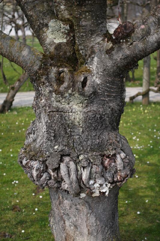 2010-04-09 13:59:19 ** Dachau, Deutschland, München ** Dieser Baum hat fast ein Gesicht.