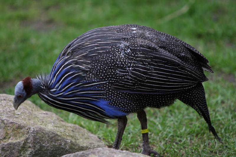 2010-04-13 15:34:32 ** Deutschland, Walsrode, Zoo ** 