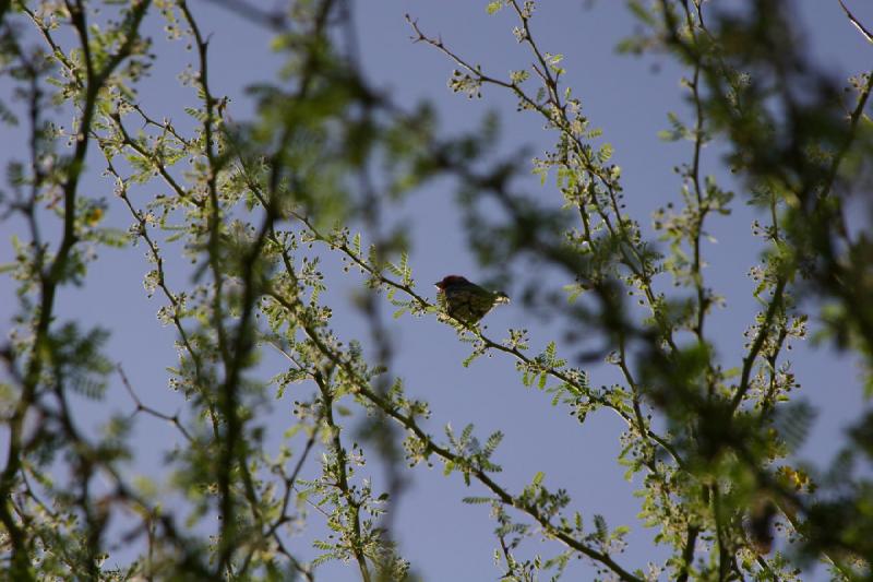 2007-04-15 16:46:06 ** Phoenix ** A small bird in the garden.