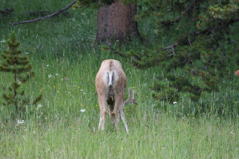 2009-08-04 16:18:58 ** Deer, Yellowstone National Park ** 