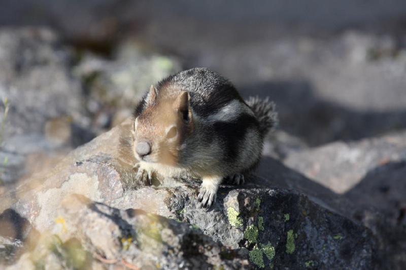 2009-08-03 09:28:25 ** Yellowstone National Park ** Chipmunk that is probably hoping for some food.