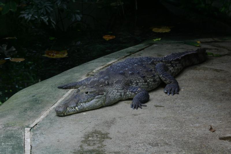 2005-08-25 15:02:03 ** Berlin, Germany, Zoo ** Crocodile.