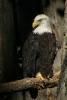 Bald eagle, american national bird.