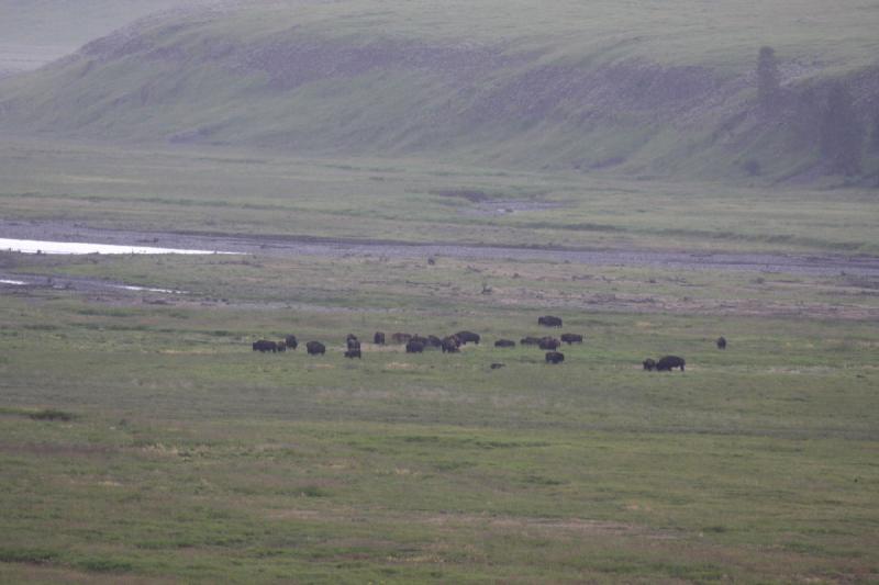 2009-08-05 13:27:20 ** Bison, Yellowstone Nationalpark ** 