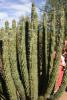 Organ pipe cactus.