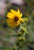 Helianthus maximiliani.