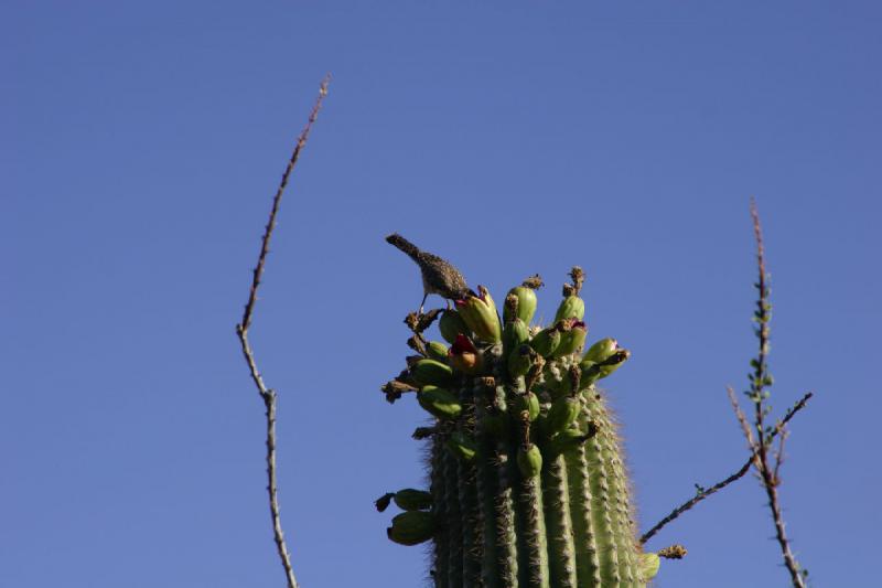 2006-06-17 17:48:06 ** Botanical Garden, Cactus, Tucson ** Fruit of the Saguaro cactus as food for this bird.