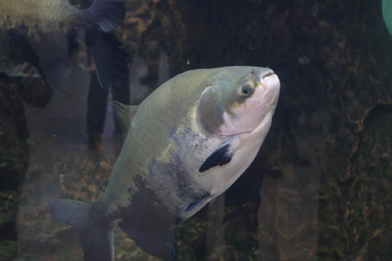 2014-03-12 15:38:27 ** Chicago, Illinois, Shedd Aquarium ** 