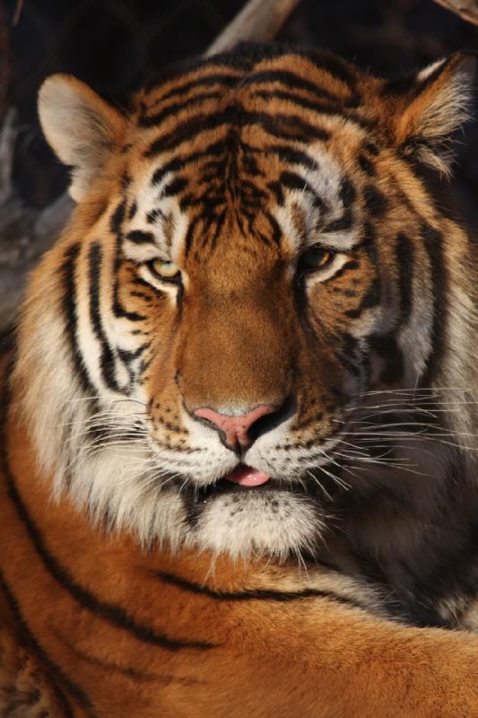 2011-01-23 16:36:50 ** Tiger, Utah, Zoo ** 