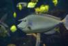 Unicorn fish.