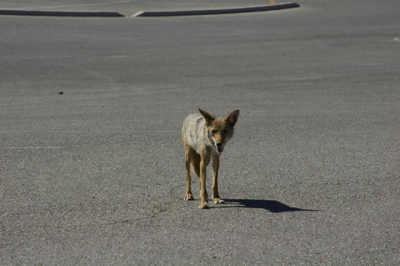 2006-06-17 15:37:36 ** Tucson ** He slowly followed us to the car and gave us a sad look when we took off.