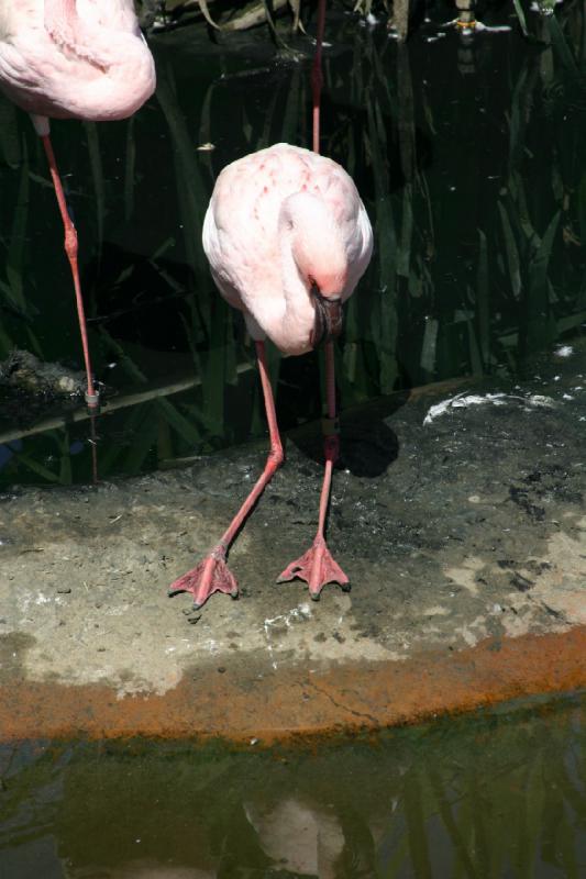 2008-03-21 11:55:46 ** San Diego, San Diego Zoo's Wild Animal Park ** 
