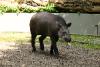 Tapir shows us its tongue.