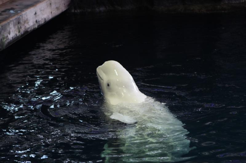 2014-03-12 14:03:35 ** Chicago, Illinois, Shedd Aquarium ** 