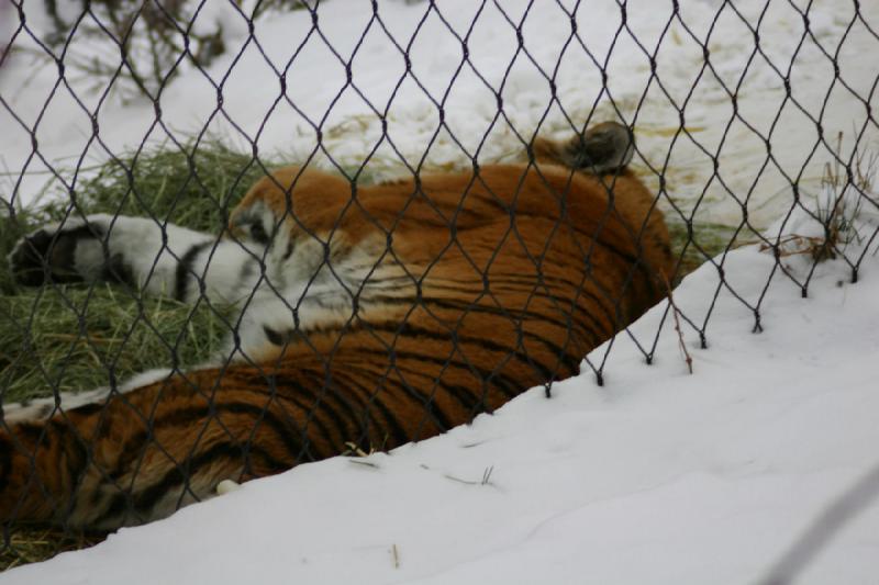 2007-12-09 16:14:48 ** Utah, Zoo ** Siberian Tiger.