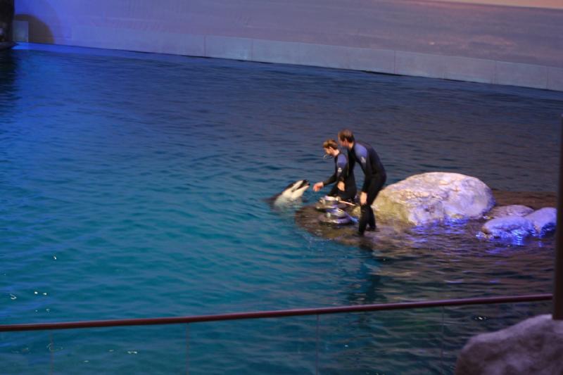 2014-03-12 12:49:15 ** Chicago, Illinois, Shedd Aquarium ** 