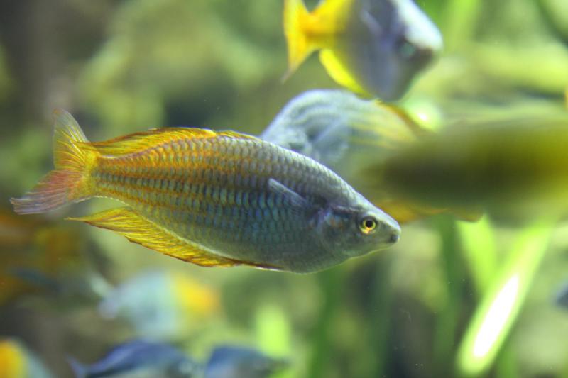 2014-03-12 15:14:04 ** Chicago, Illinois, Shedd Aquarium ** 